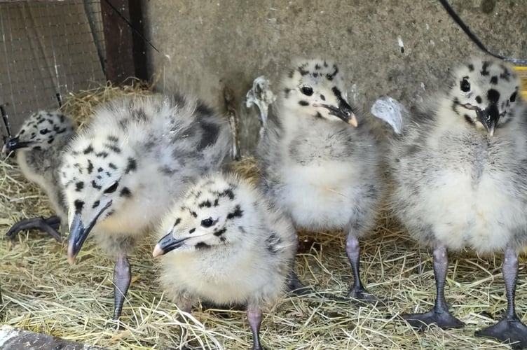 Some of the herring gull chicks under Helen's care