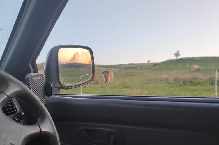 This herd of Highland Cattle were moved as smoke was spotted in the distance