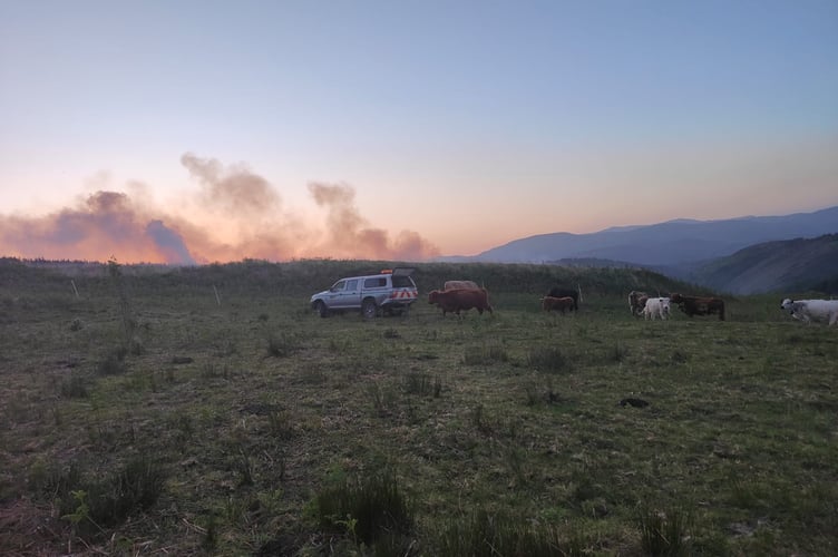 A farmer moved his herd of cows as the blaze drew closer to his land