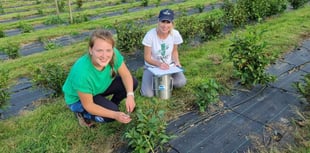 Tea plants could become a more familiar sight on the hills of Wales