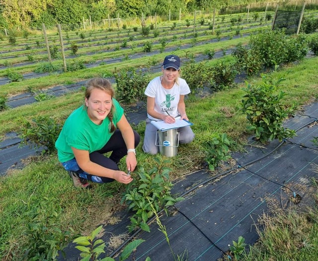 Tea plants could become a more familiar sight on the hills of Wales