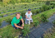 Tea plants could become a more familiar sight on the hills of Wales