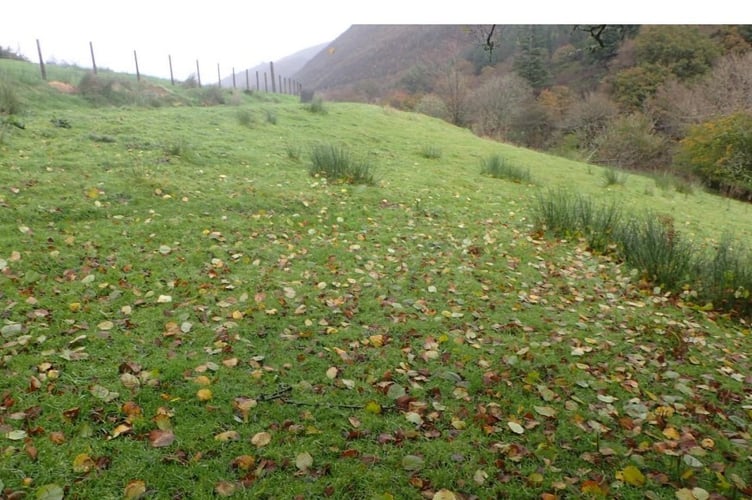 The proposed site comprises a sheep-grazed agriculturally-improved field on Pandy fields, Corris. Photo: Gwynedd Council