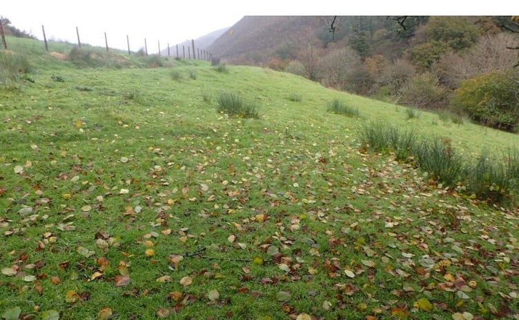 The proposed site comprises a sheep-grazed agriculturally-improved field on Pandy fields, Corris. Photo: Gwynedd Council