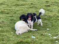 Gwynedd lamb attack caught on camera