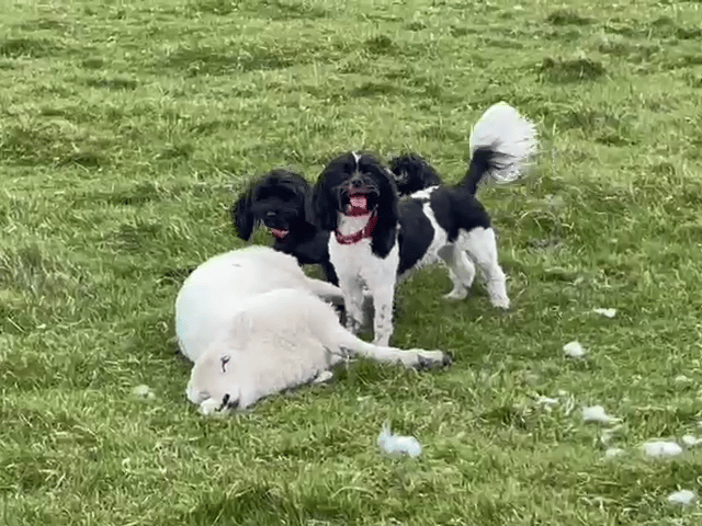 Gwynedd lamb attack caught on camera