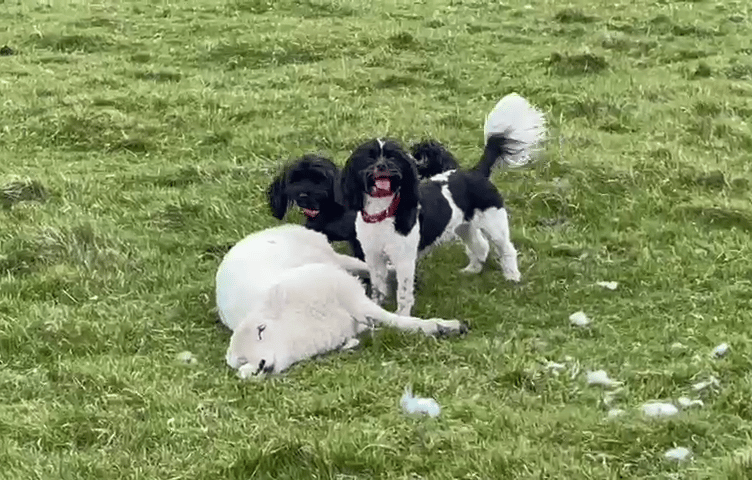 North Wales Police released this picture of the dog attack