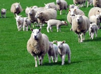Sheep thief handed suspended jail sentence
