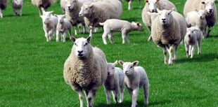 Sheep thief handed suspended jail sentence