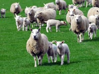 Sheep thief handed suspended jail sentence