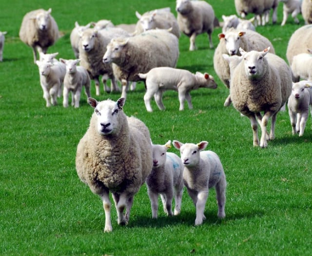Sheep thief handed suspended jail sentence