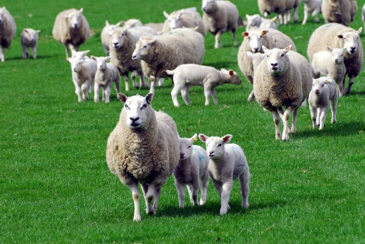 Sheep and lambs