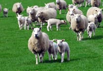 Sheep thief handed suspended jail sentence