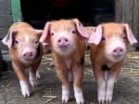 Glynllifonp pigs triumph at festival
