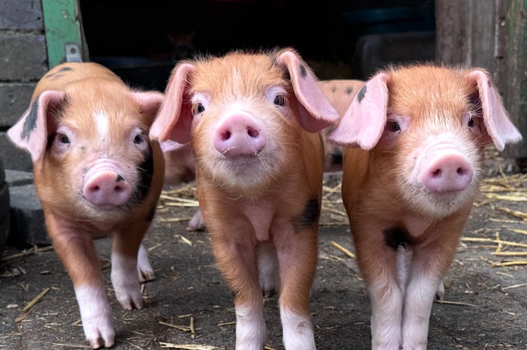 Oxford Sandy and Black piglets at Glynllifon