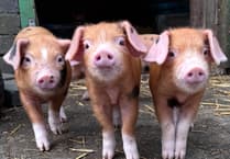 Glynllifon's champion pigs shine