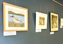 Llanidloes exhibition highlights plight of birds on site earmarked for wind farm