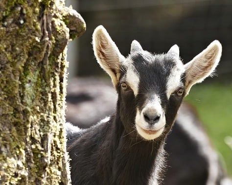 Council warnings ignored over goat escapes