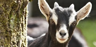 Council warnings ignored over goat escapes