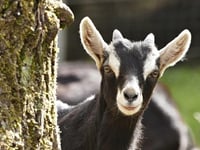 Council warnings ignored over goat escapes