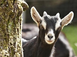 Council warnings ignored over goat escapes
