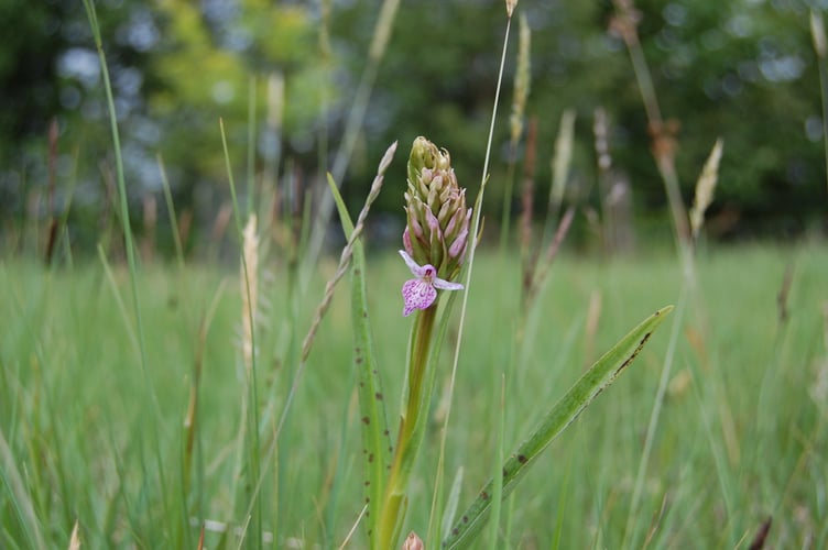 The first flower on the head of a Heath Spotted-orchid in the 'evening meadow'