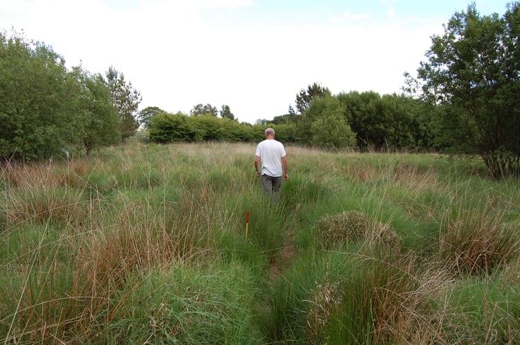 Steve in Cors Caron Fach - the bog they are starting to re-establish
