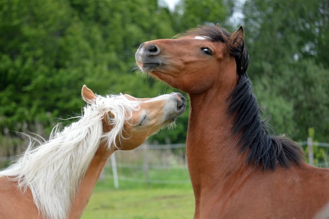 Aber uni studies the facial expressions of horses