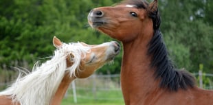 Aber uni studies the facial expressions of horses