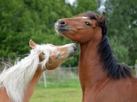 Aber uni studies the facial expressions of horses