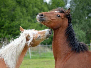 Aber uni studies the facial expressions of horses