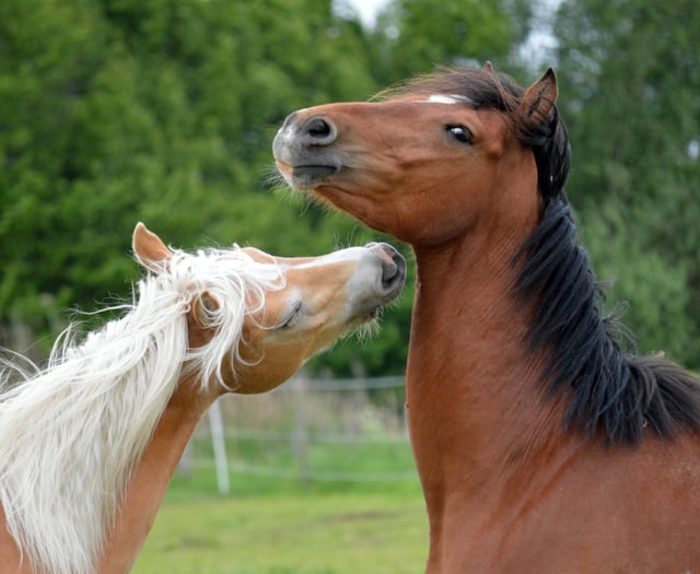 Aber uni studies the facial expressions of horses