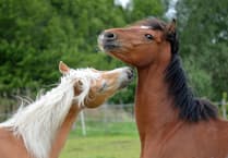 Horses’ faces speak volumes - new study maps their rich facial language