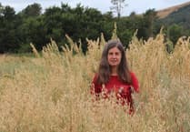 Exceptional’ oat variety bred at Aberystwyth wins major award