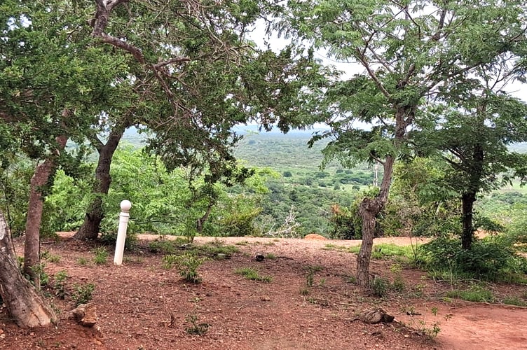 Some of the trees planted in Kenya, thanks to money raised at The Climate Shop in Aberystwyth