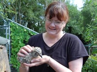 Meet the woman rescuing mid-Wales' poorly seagull chicks in her garden