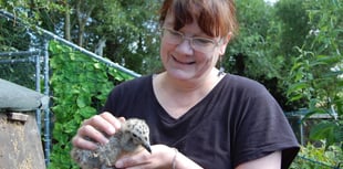 Meet the woman rescuing mid-Wales' poorly seagull chicks in her garden