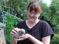 Meet the woman rescuing mid-Wales' poorly seagull chicks in her garden