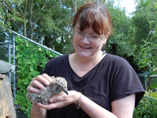 Meet the woman rescuing mid-Wales' poorly seagull chicks in her garden