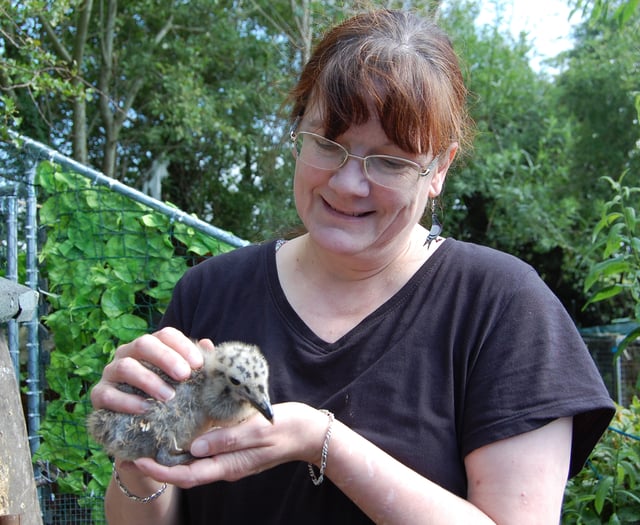 Meet the woman rescuing mid-Wales' poorly seagull chicks in her garden