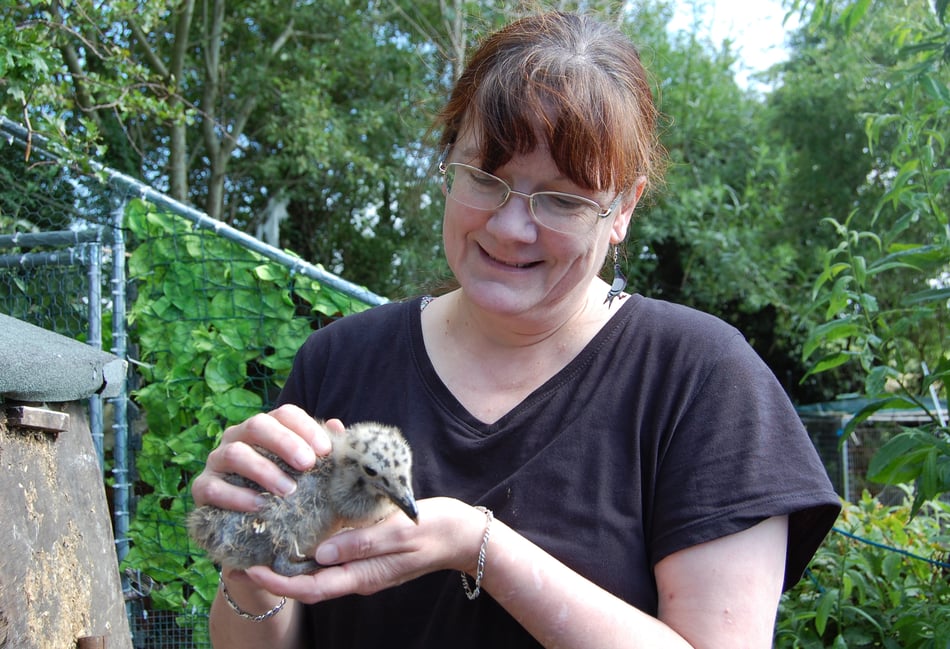 Meet the woman rescuing mid-Wales' poorly seagull chicks in her garden