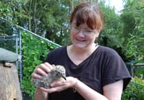 Meet the woman rescuing mid-Wales' poorly seagull chicks from her back garden