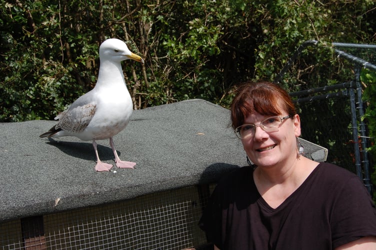 Helen with Whitebeak - a gull she had to intensively hand rear due to a beak infection