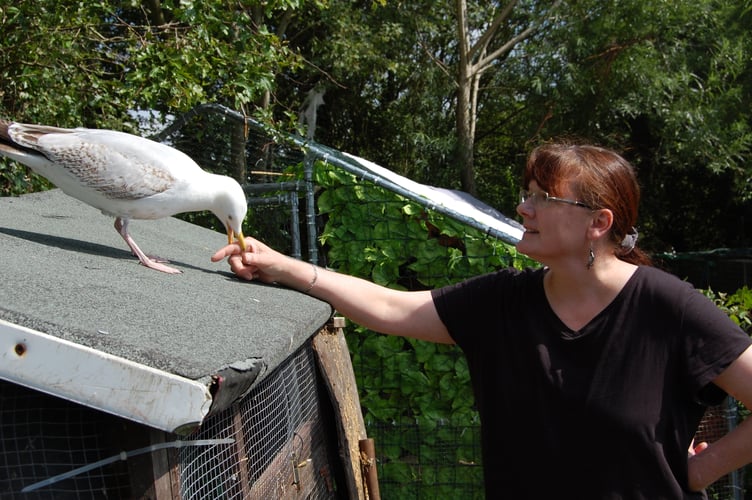 Though Whitebeak was successfully reared, she stays close to Helen at her rural home near Borth