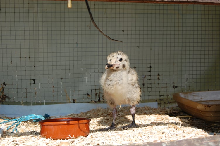 Herring Gull chicks are spotty when young to blend into rocks in their natural habitat on beaches and coastal cliffs