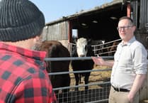 Senedd members lambast Welsh Government bluetongue response