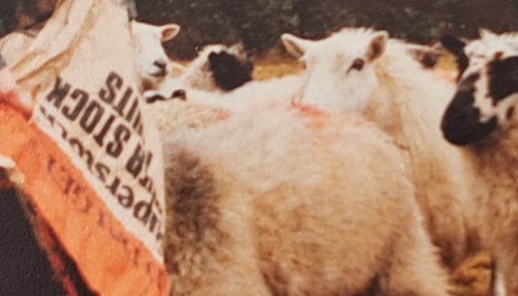 Niki with some sheep. The couple met at agricultural college and have been together ever since.