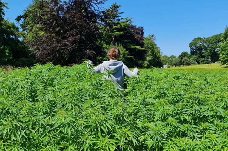 Industrial hemp crop at Aberystwyth University
