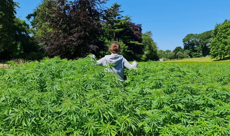 Industrial hemp crop at Aberystwyth University