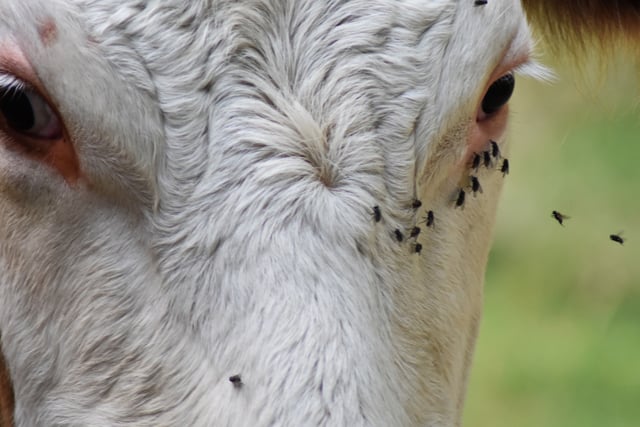 Farmer fined for not TB testing his cattle for 18 months
